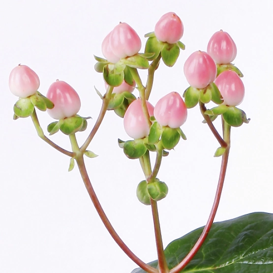 Ягода Гиперикум