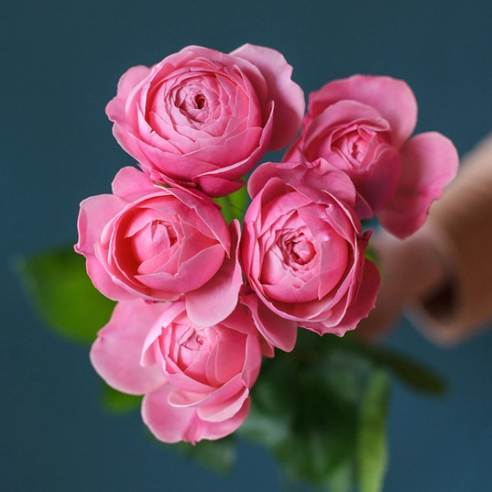 Роза пионовидная кустовая Сильва Пинк