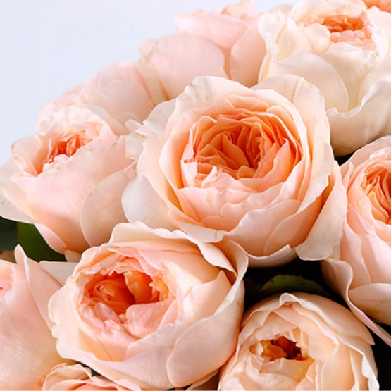 Роза пионовидная Джульетта