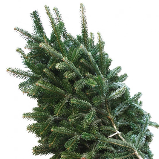 Ель (нобилис)