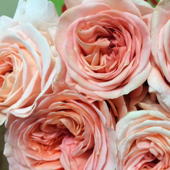 Роза пионовидная Лондон ай