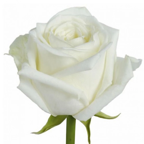 Роза 70 см