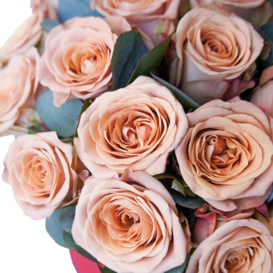 Роза капучино