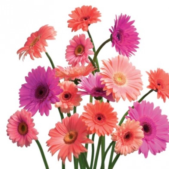 Гермини махровые