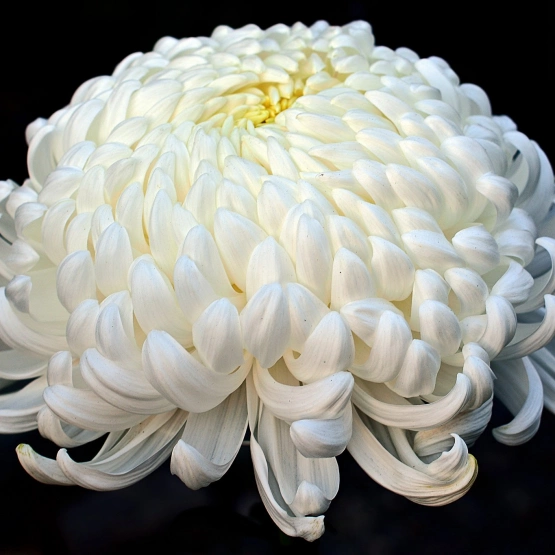 Хризантема шаровидная