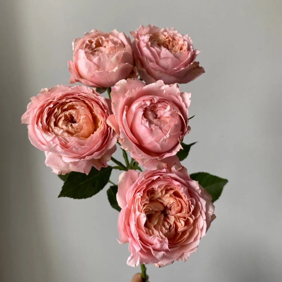 Роза пионовидная кустовая Джульетта