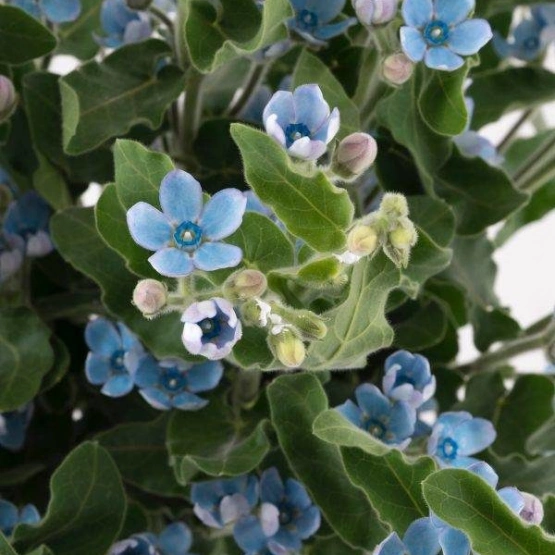 Оксипеталум