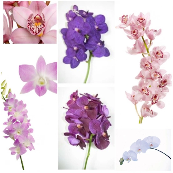 Орхидея Веточка мини