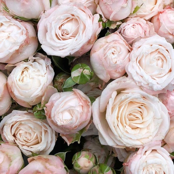 Роза пионовидная Бомбастик