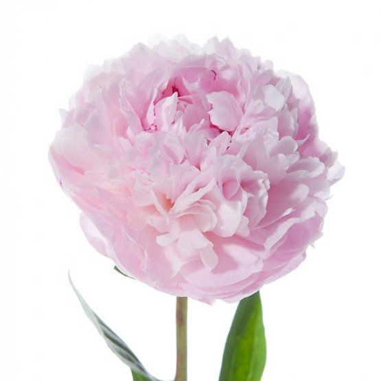 Пион Сара Бернар