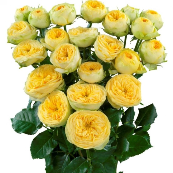 Роза пионовидная кустовая Санни Трендсеттер