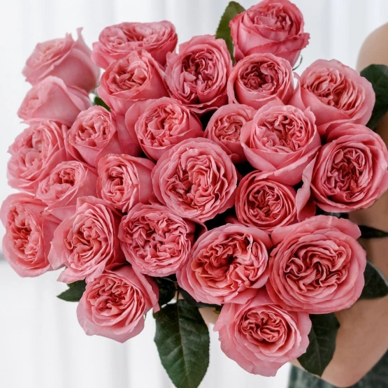 Роза Эквадорская пионовидная