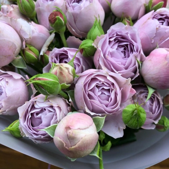 Роза пионовидная Лавандер Баблс