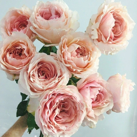 Роза пионовидная принцесса Тсумуги