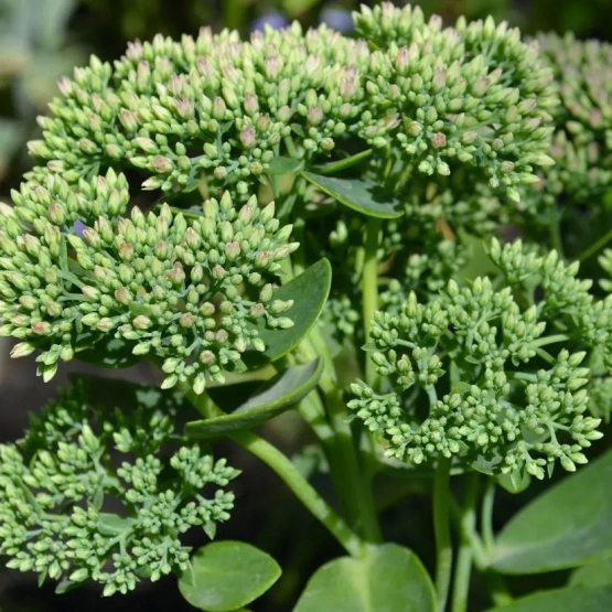 Седум (очиток)