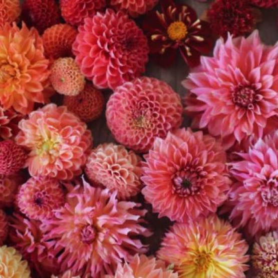 Георгин сортовой