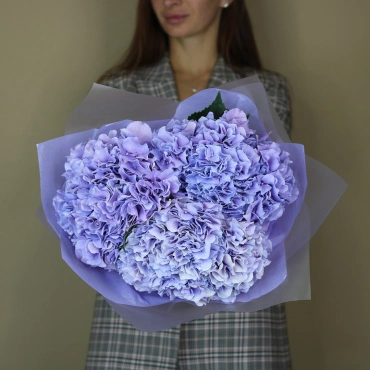Гортензия лавандовая Голландская