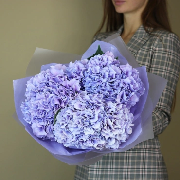 Гортензия лавандовая Голландская