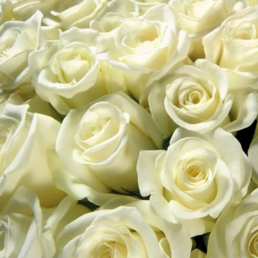 Букет из белых роз 70 cм