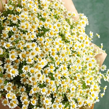 Букет из кустовых ромашек
