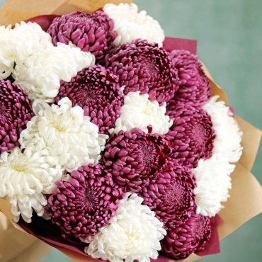 Хризантемы шаровидные белые и фиолетовые