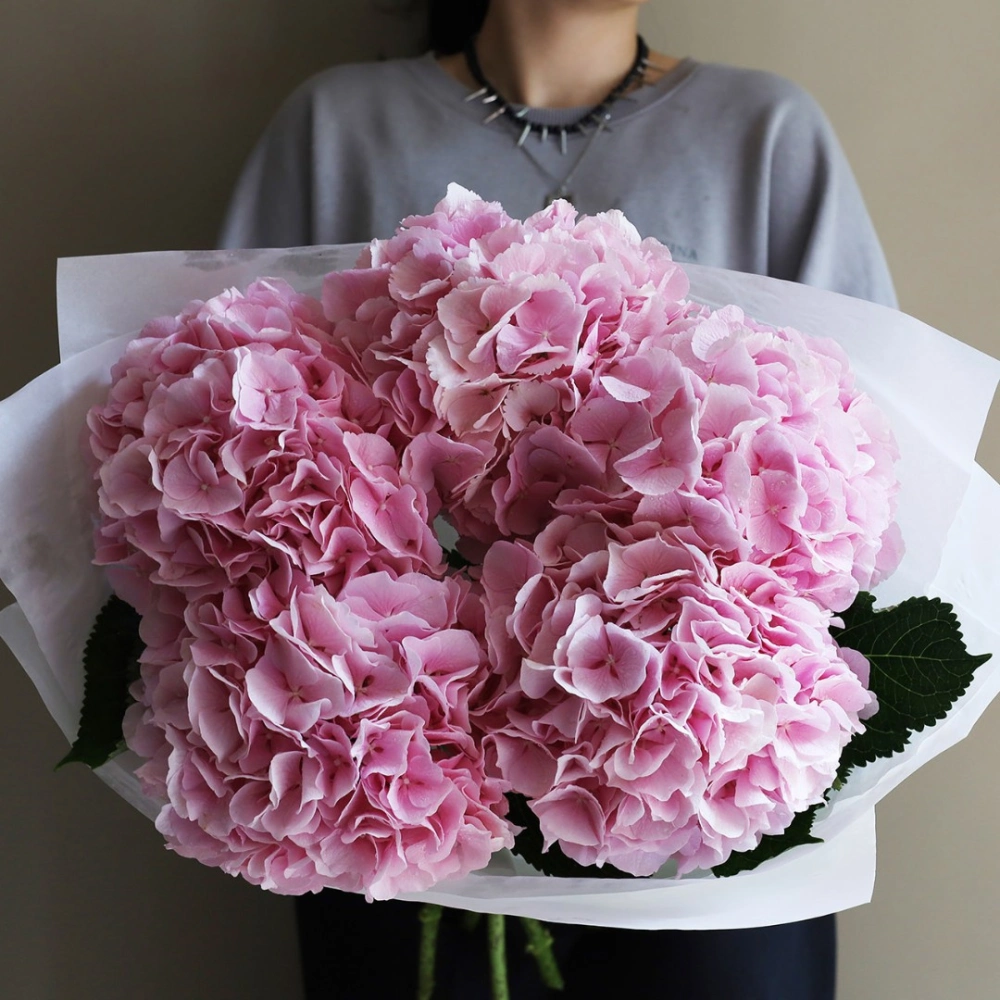 5 гортензий