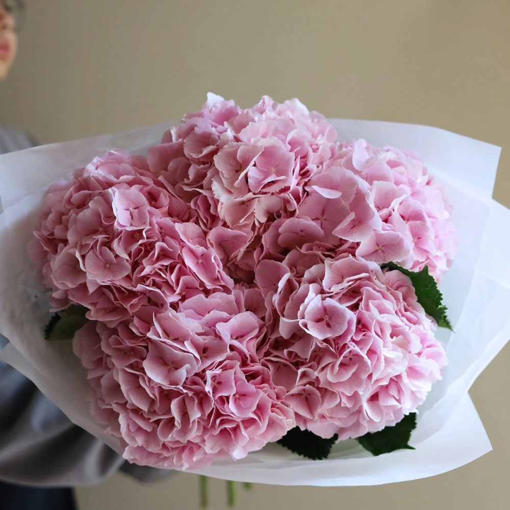 5 гортензий