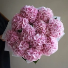 11 гортензий