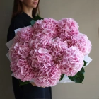 11 гортензий