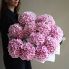 11 гортензий