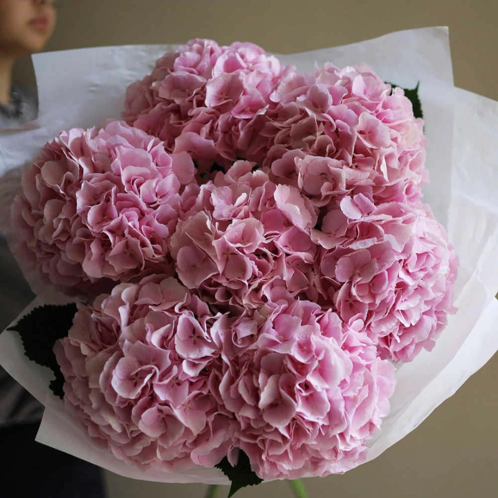 7 гортензий