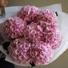 7 гортензий