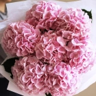 7 гортензий