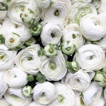 Букет из белых ранункулюсов