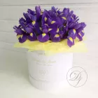 25 ирисов