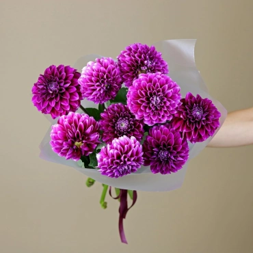 Фиолетовые георгины букет