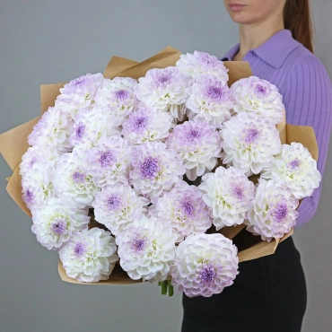 Бело-фиолетовые георгины