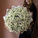 25 кустовых ромашек