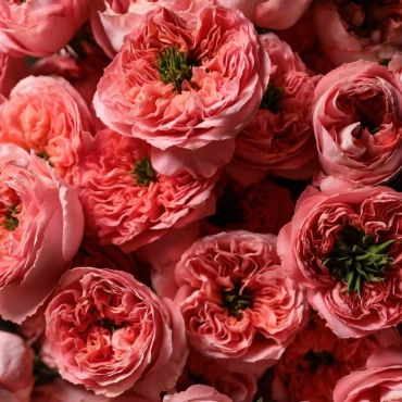 Роза Мандарин Экспрешн