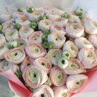 Ранункулюсы Ханой