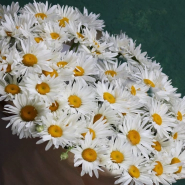 Букет из крупных ромашек