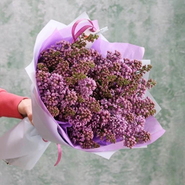 Голландская сирень