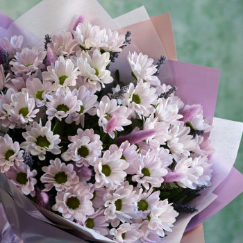 Фиолетовая кустовая хризантема