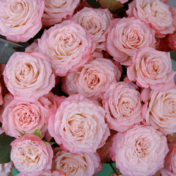 Пионовидная роза Мадам Бомбастик