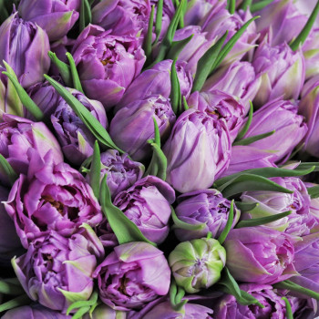Большой букет из фиолетовых махровых тюльпанов