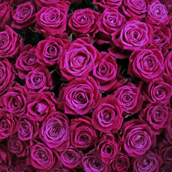 Роза сорт Шангри Ла 70 см.