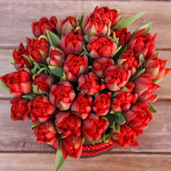 Красные махровые тюльпаны в чёрной коробочке